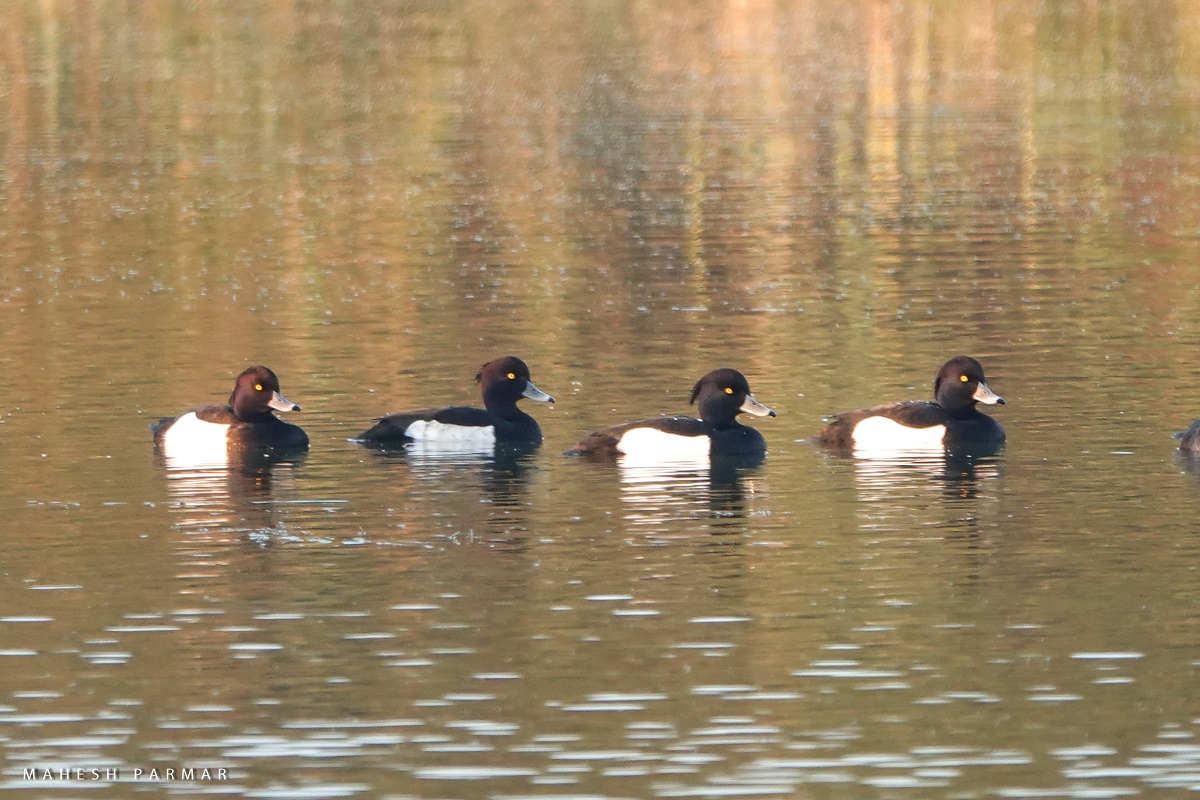 Tufted Duck